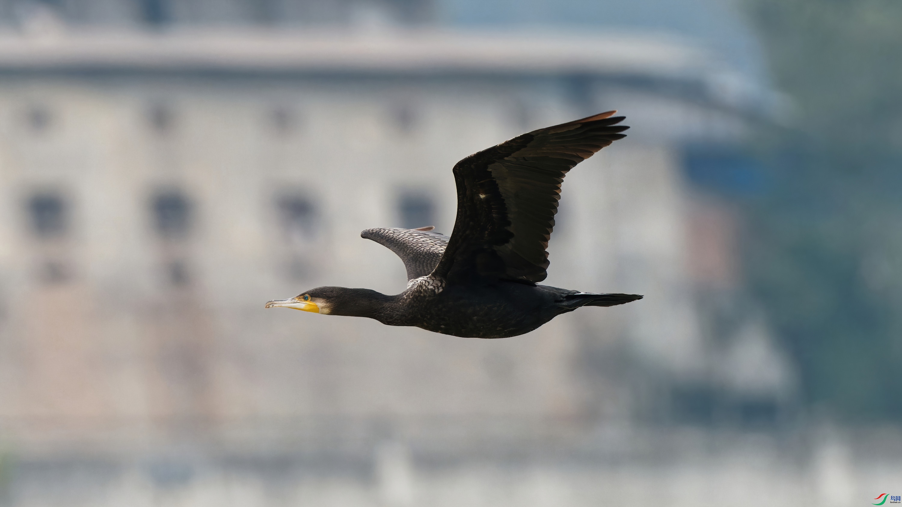 PB020895_DxO-d2.jpg
