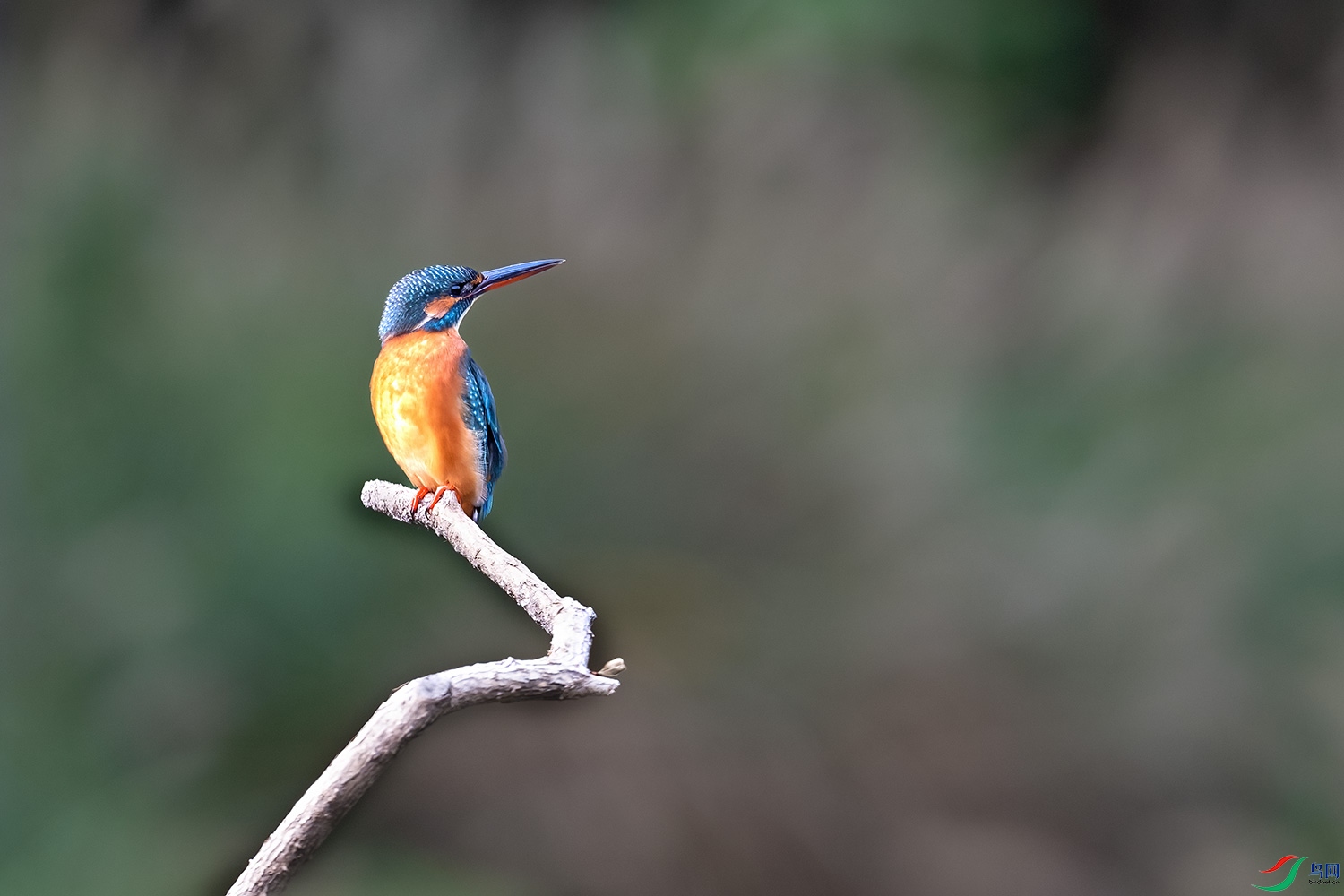 DSC_7688-2.jpg