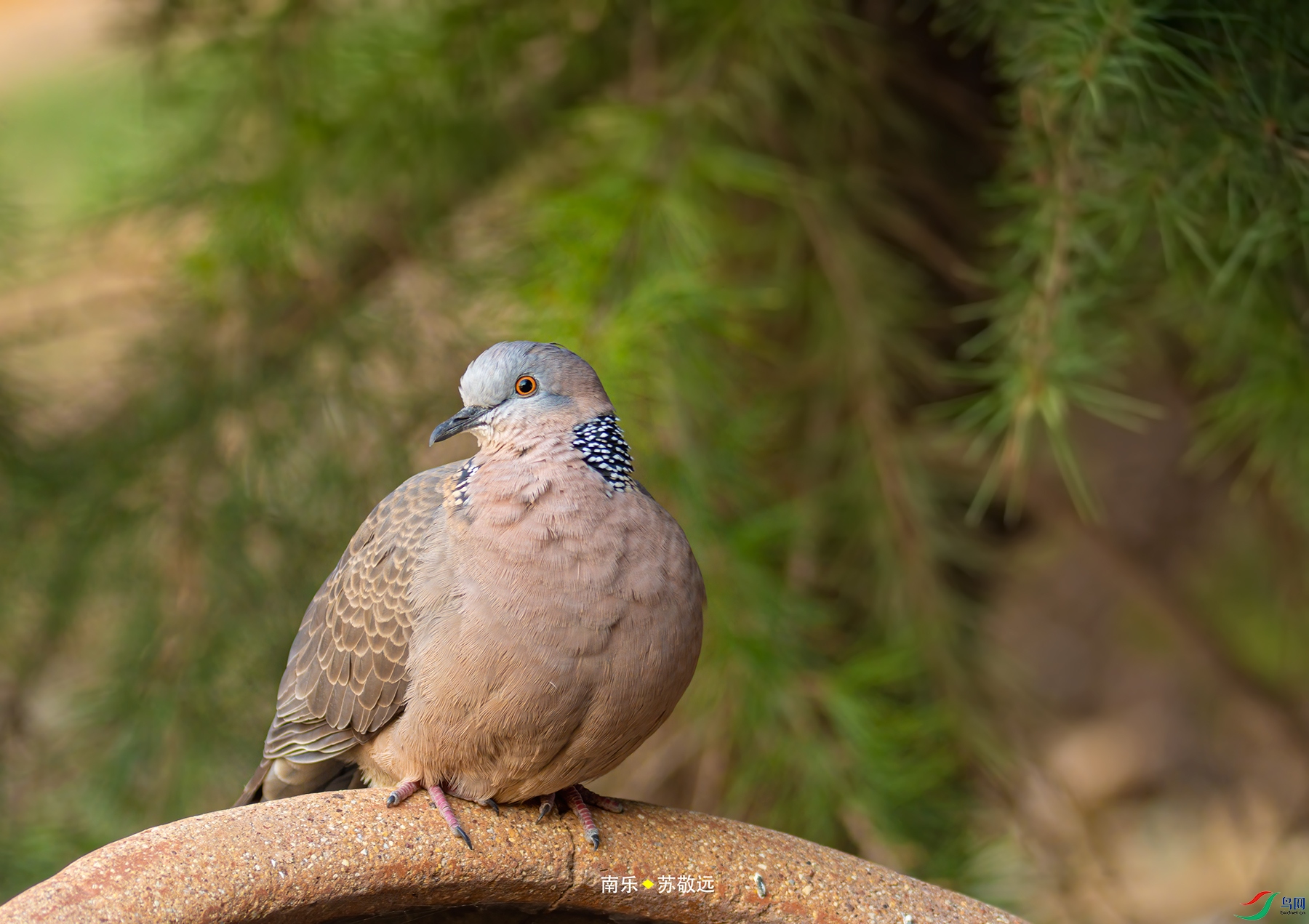 _DSC1680С.jpg