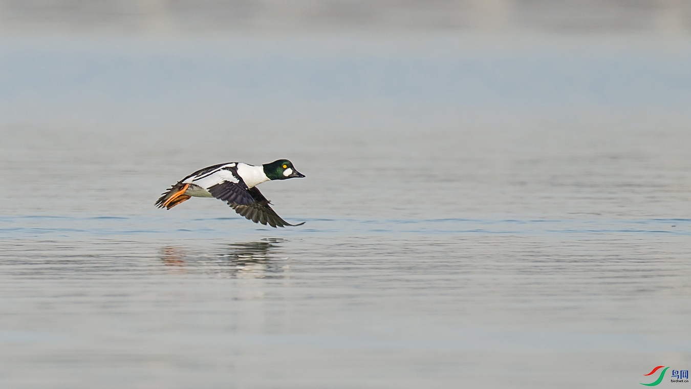 DSC_5992 - ����.jpg