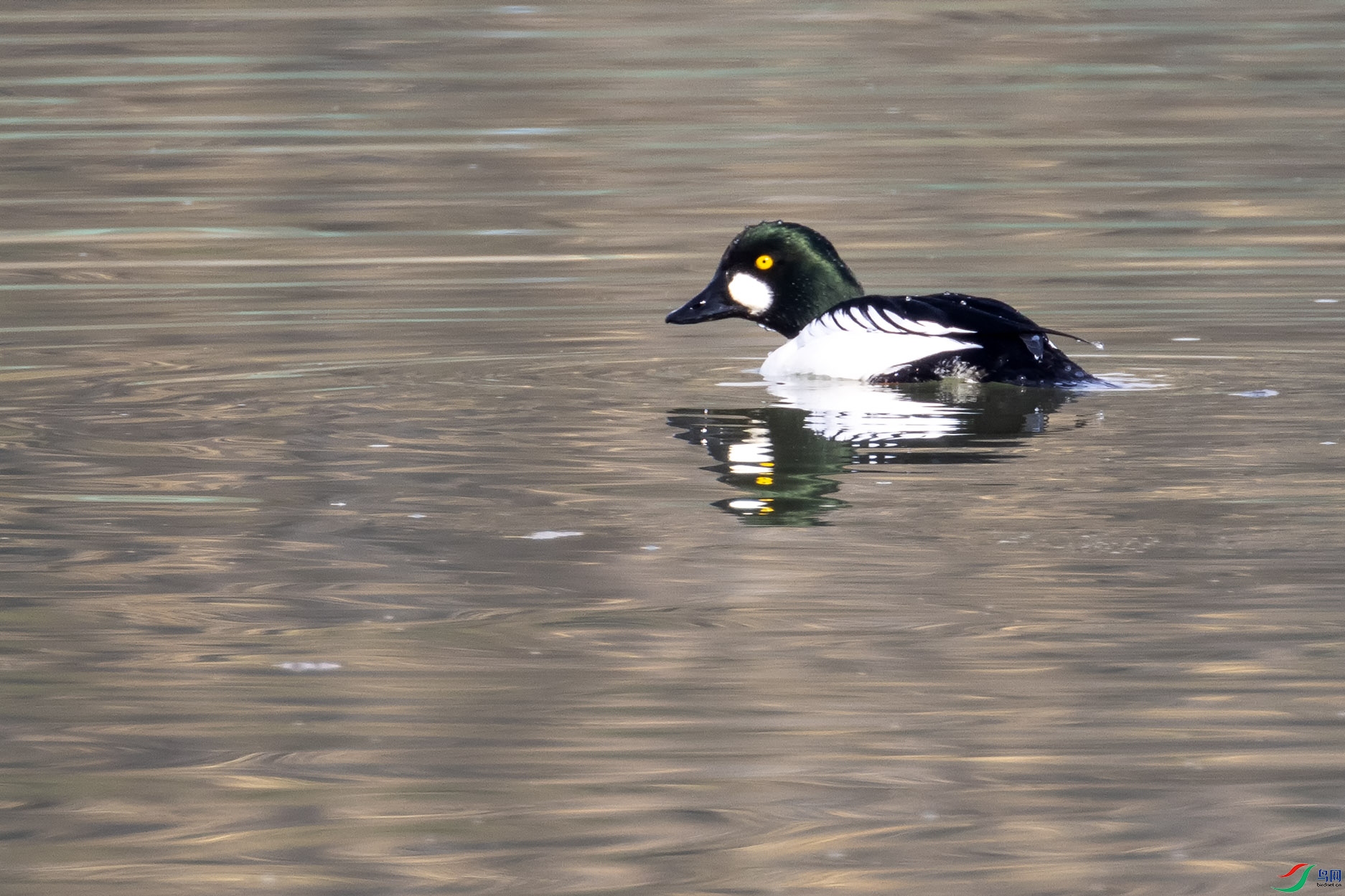 IMG_8747x.jpg