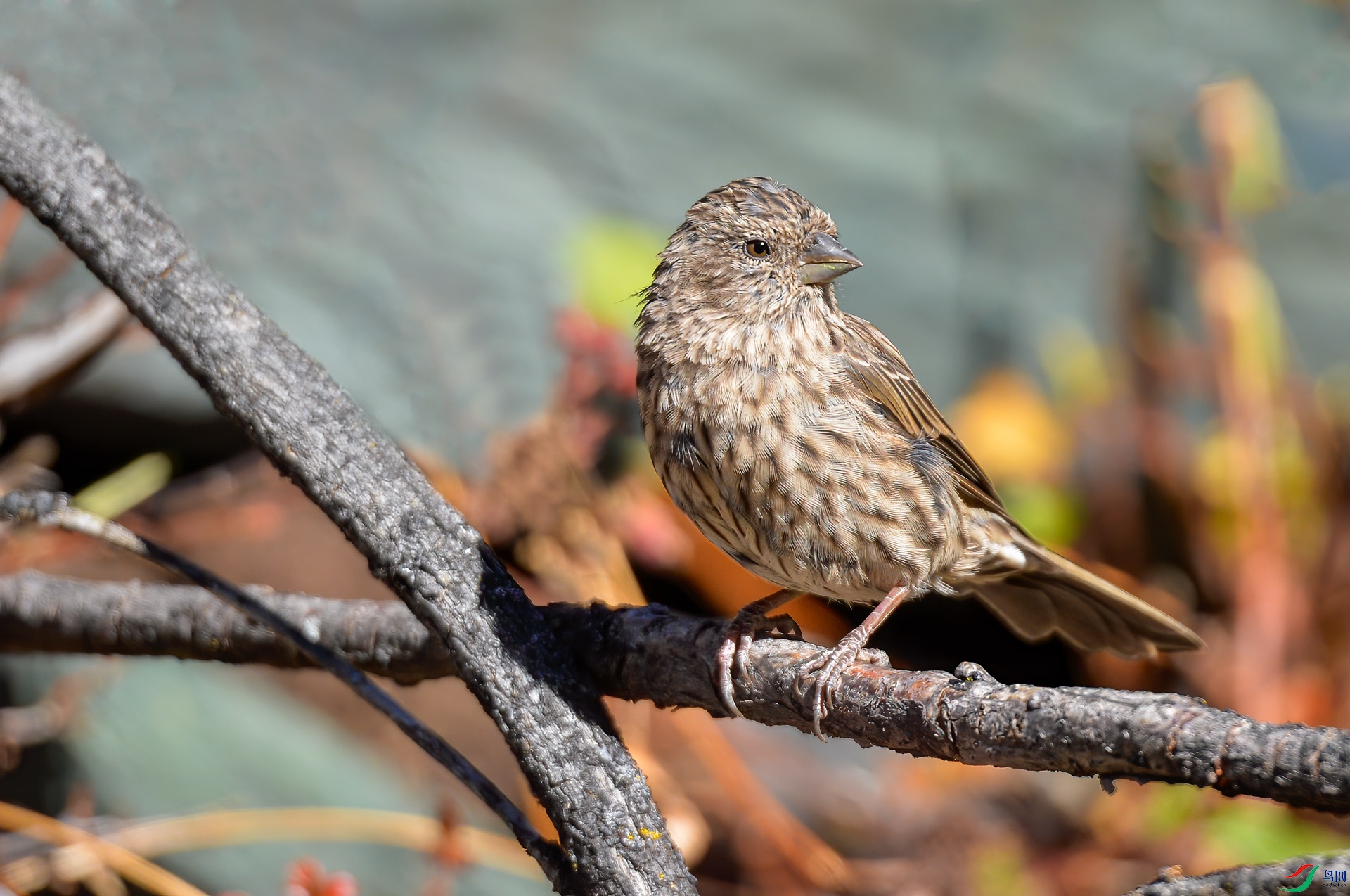 DSC_3493.jpg