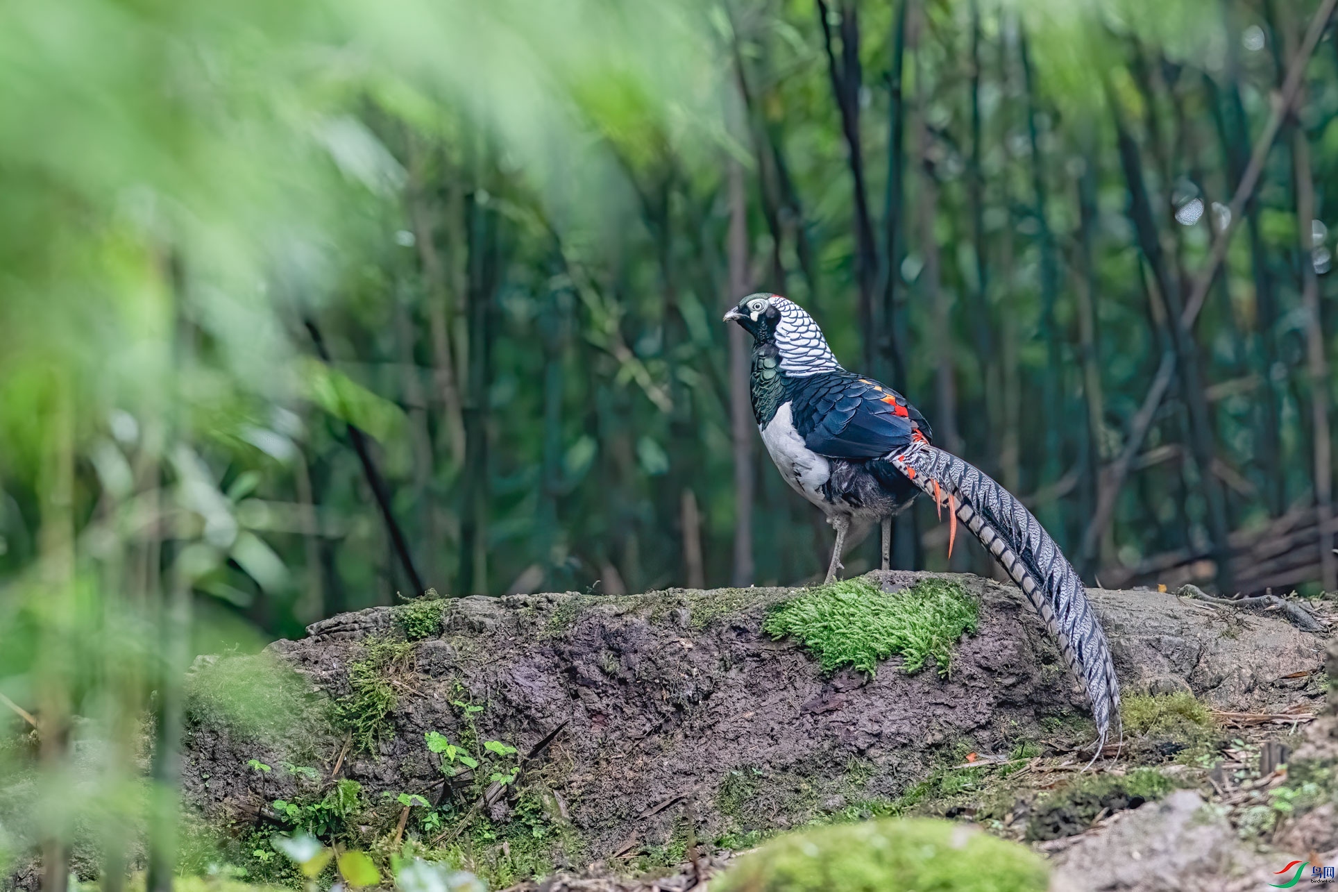 DSC_8452-1.jpg
