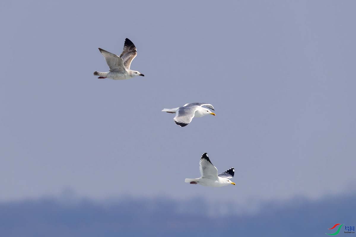 _DSC0367-.jpg