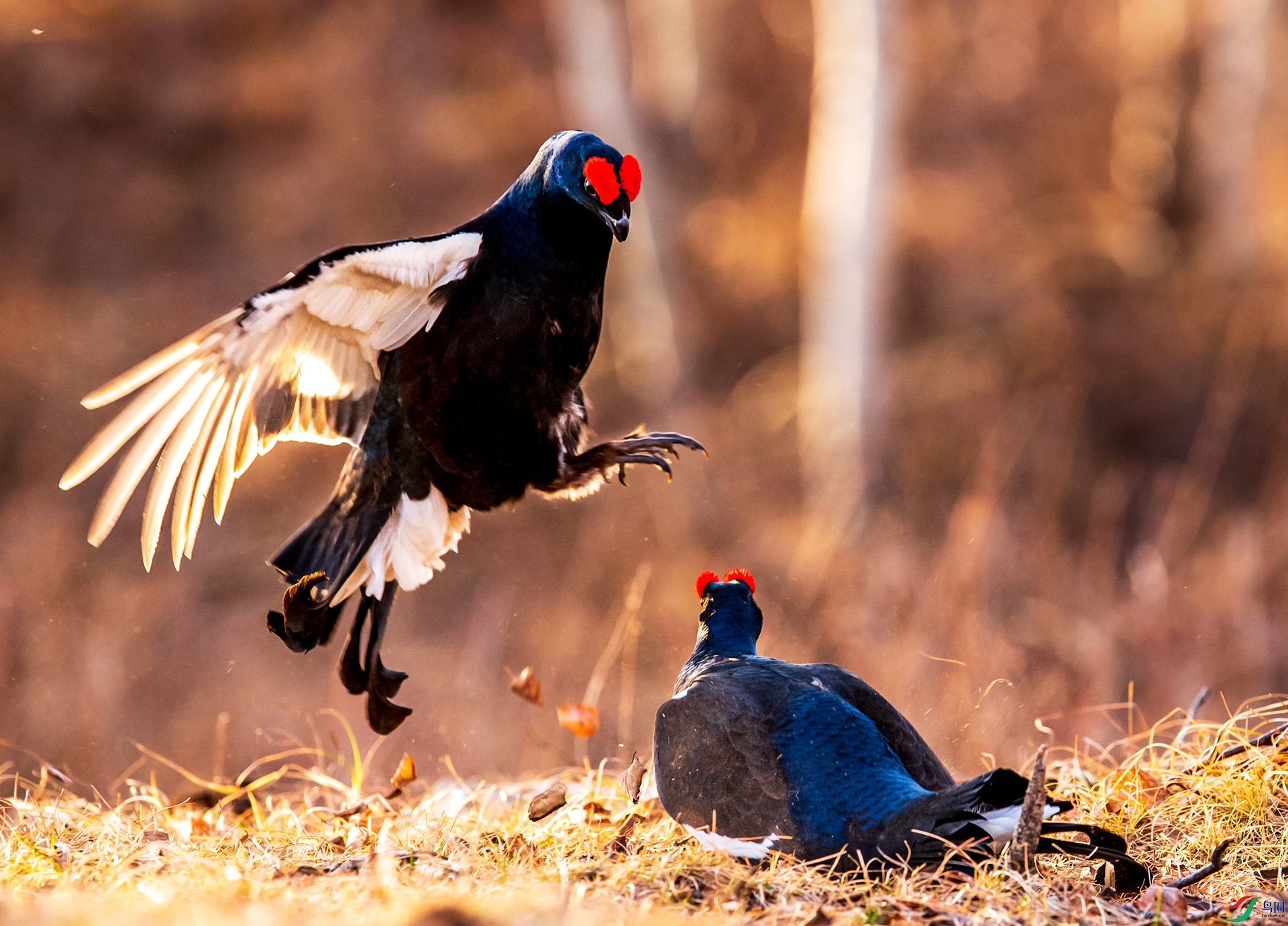 DSC_1780-1.jpg