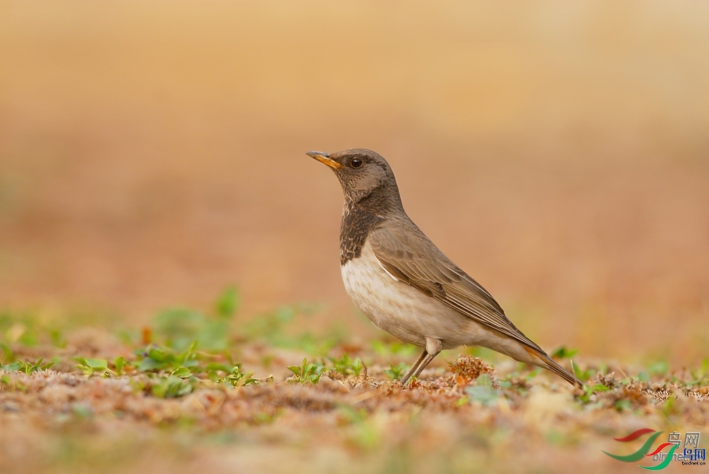 ����С��  ��ʦ�����ڱ����г�����.jpg