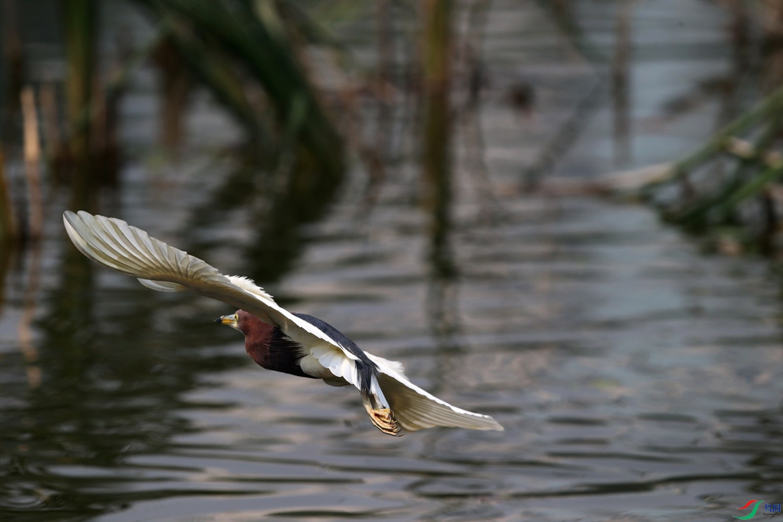 DJ4W2130.JPG