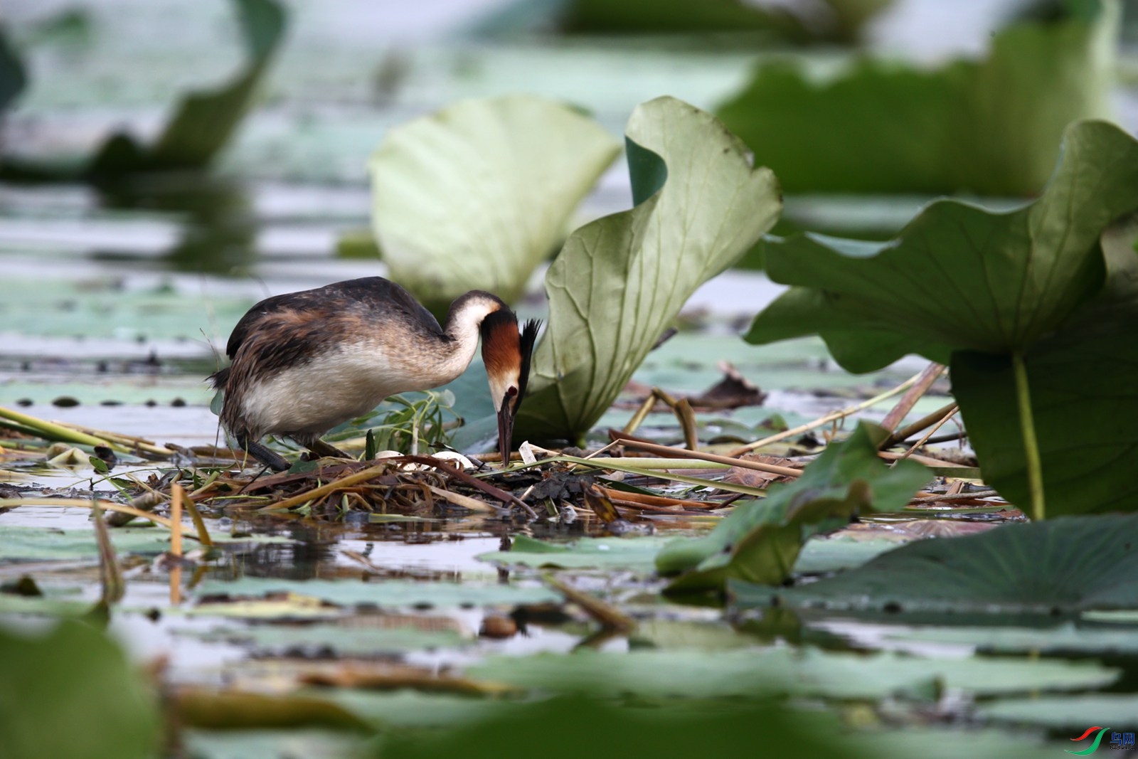 DJ4W2659.JPG