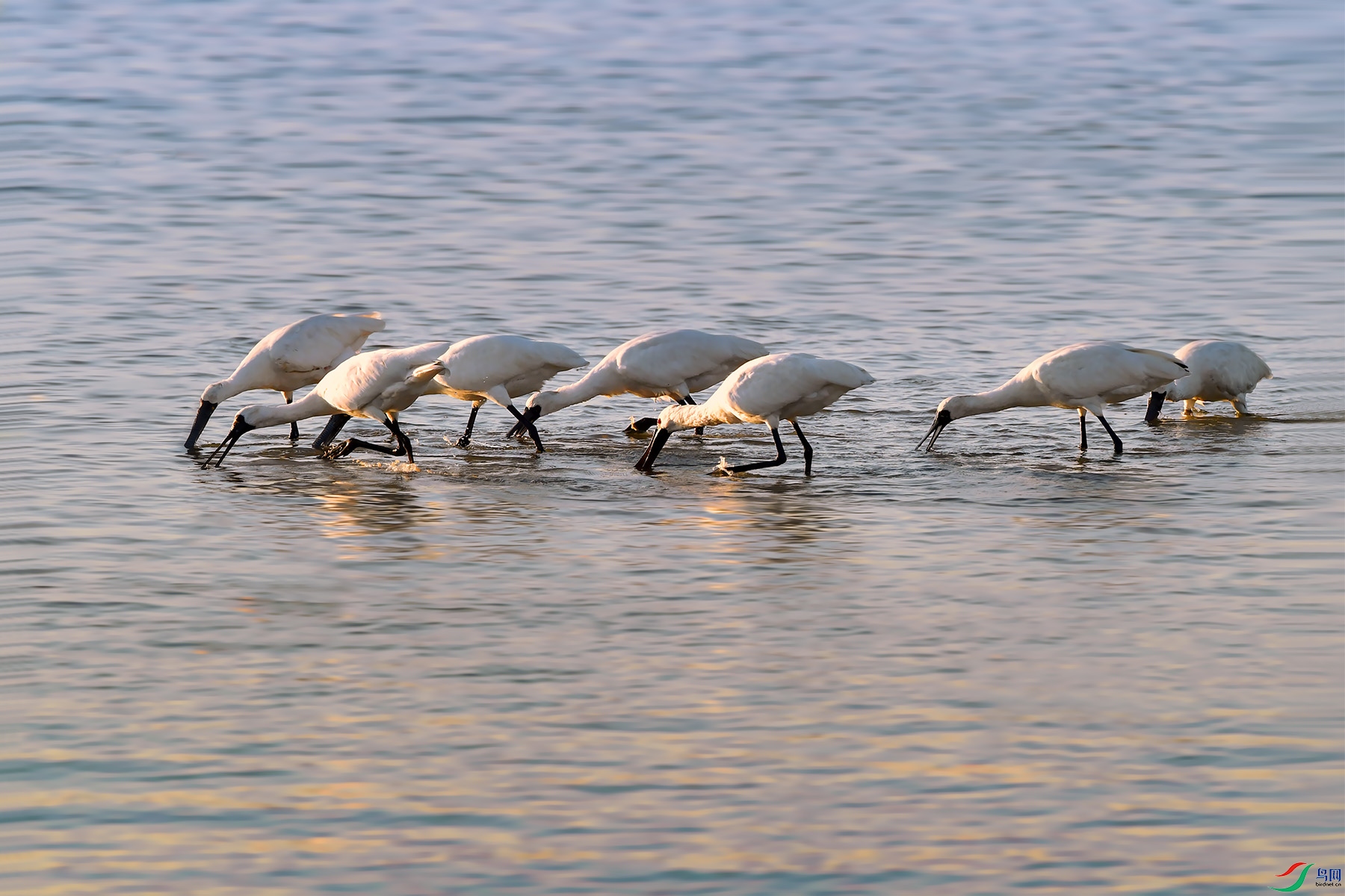 DSC_7285.jpg