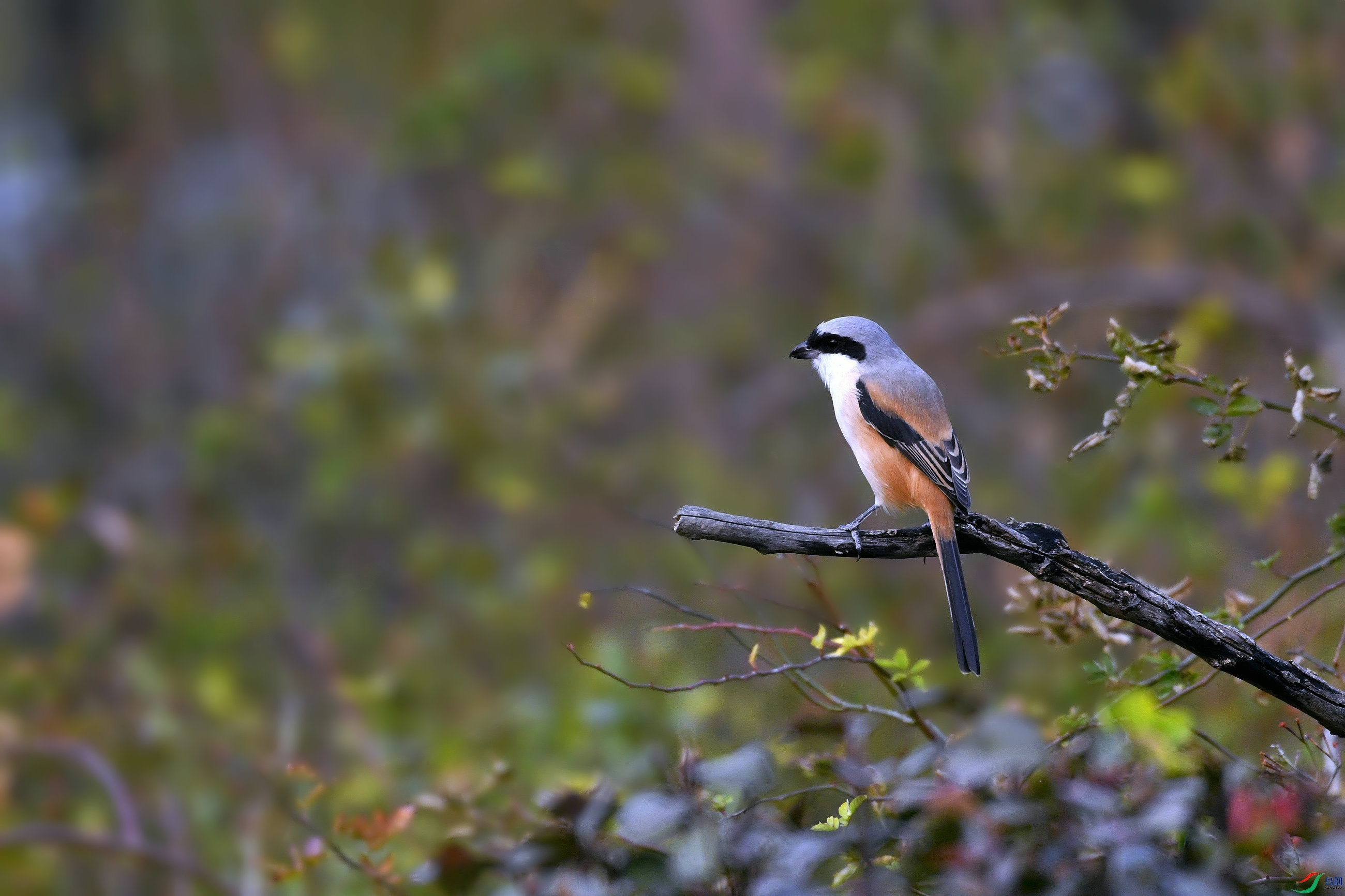 _DSC3958.JPG