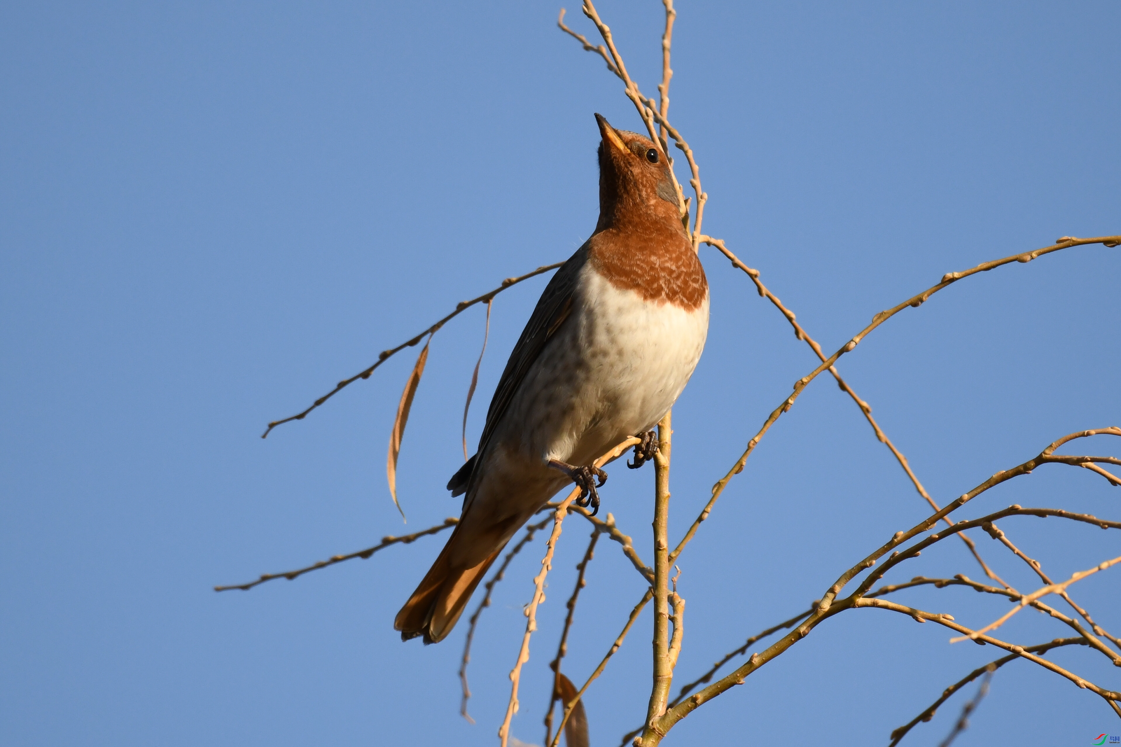 ��ˮ����  ��ʦ�����ڸ���ʡ��Ҵ��.jpg