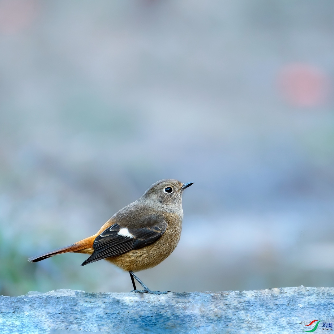 NIKON Z 6_2 F6.3 1_800s ISO3200 -1_31.jpg