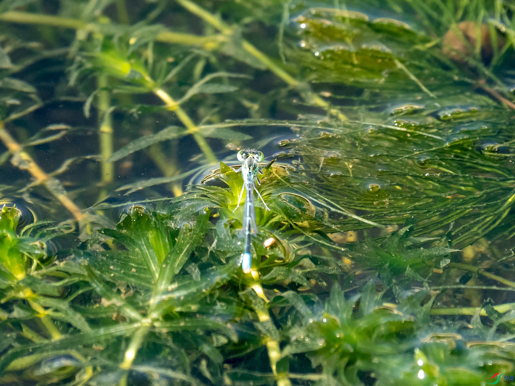 ˮ���ϵĶ���