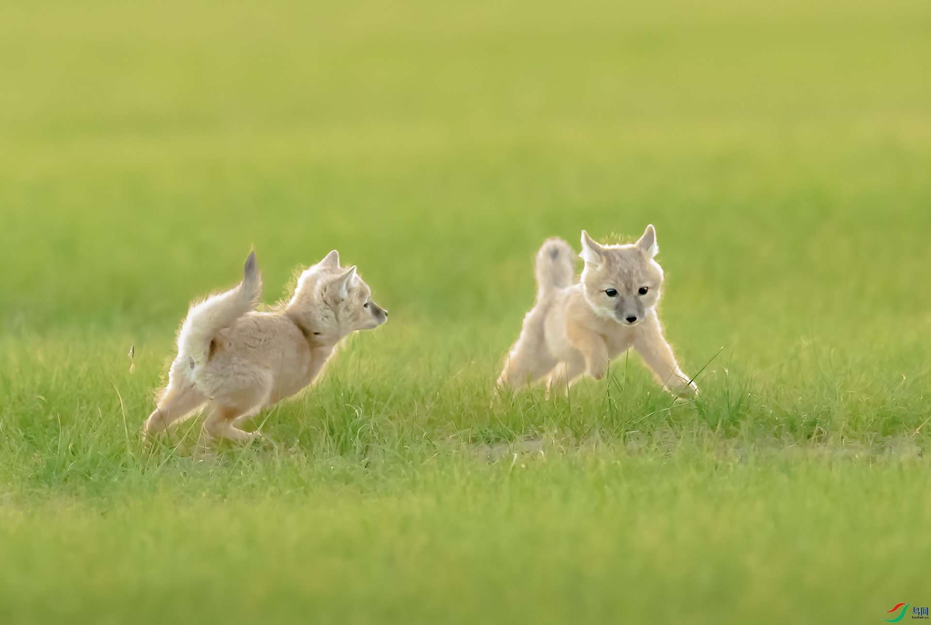 _WBO8207-W.jpg