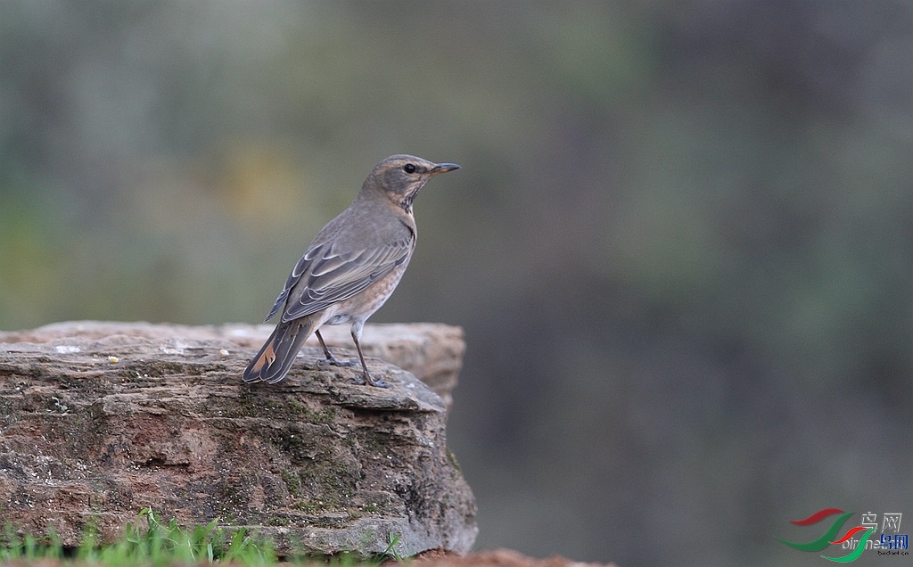 ����  ��ʦ����.jpg