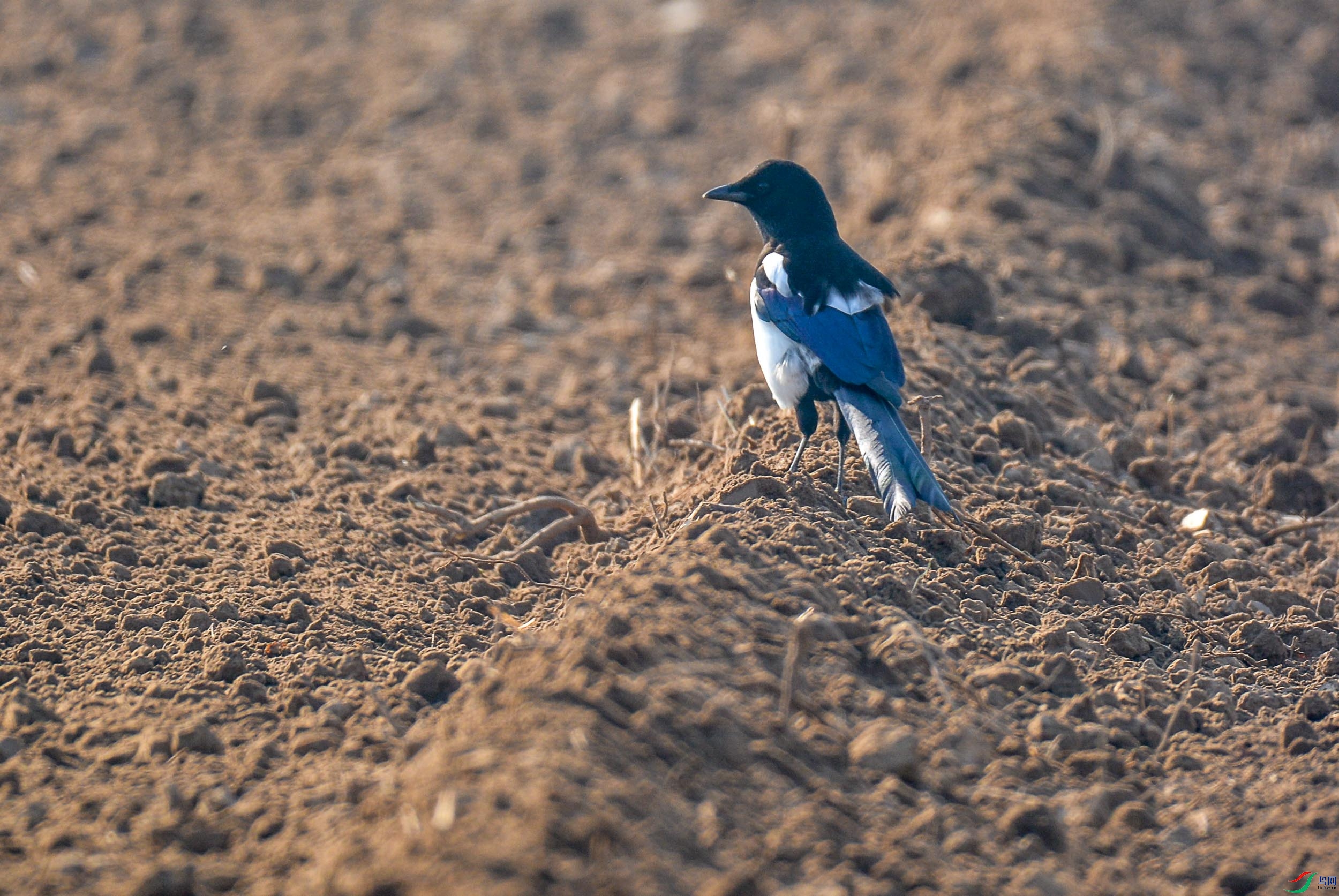 DSC_7939.jpg