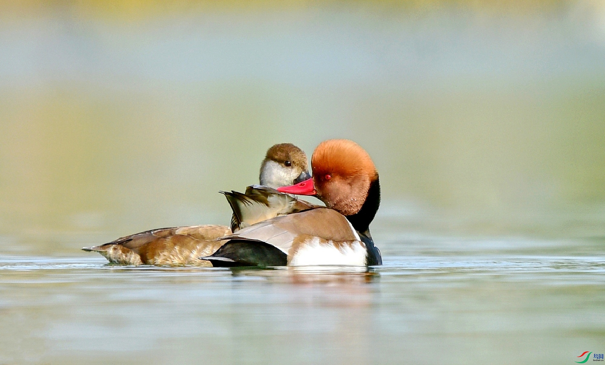 DSC_9976_conew6.jpg