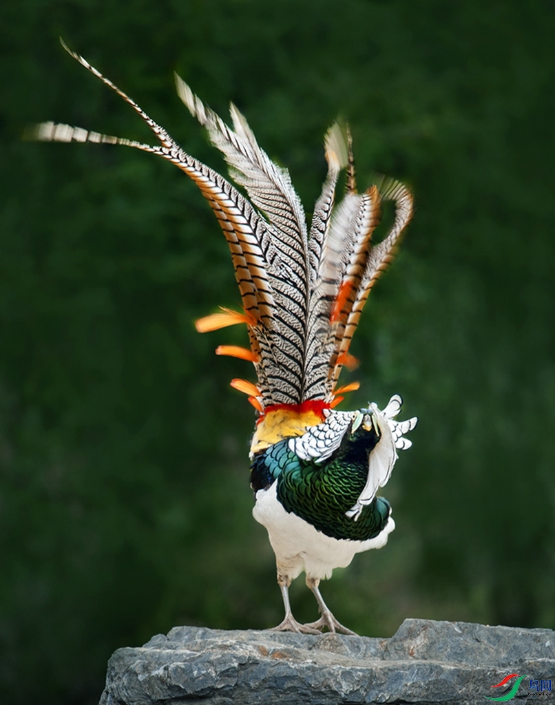 DSC_3976С.jpg