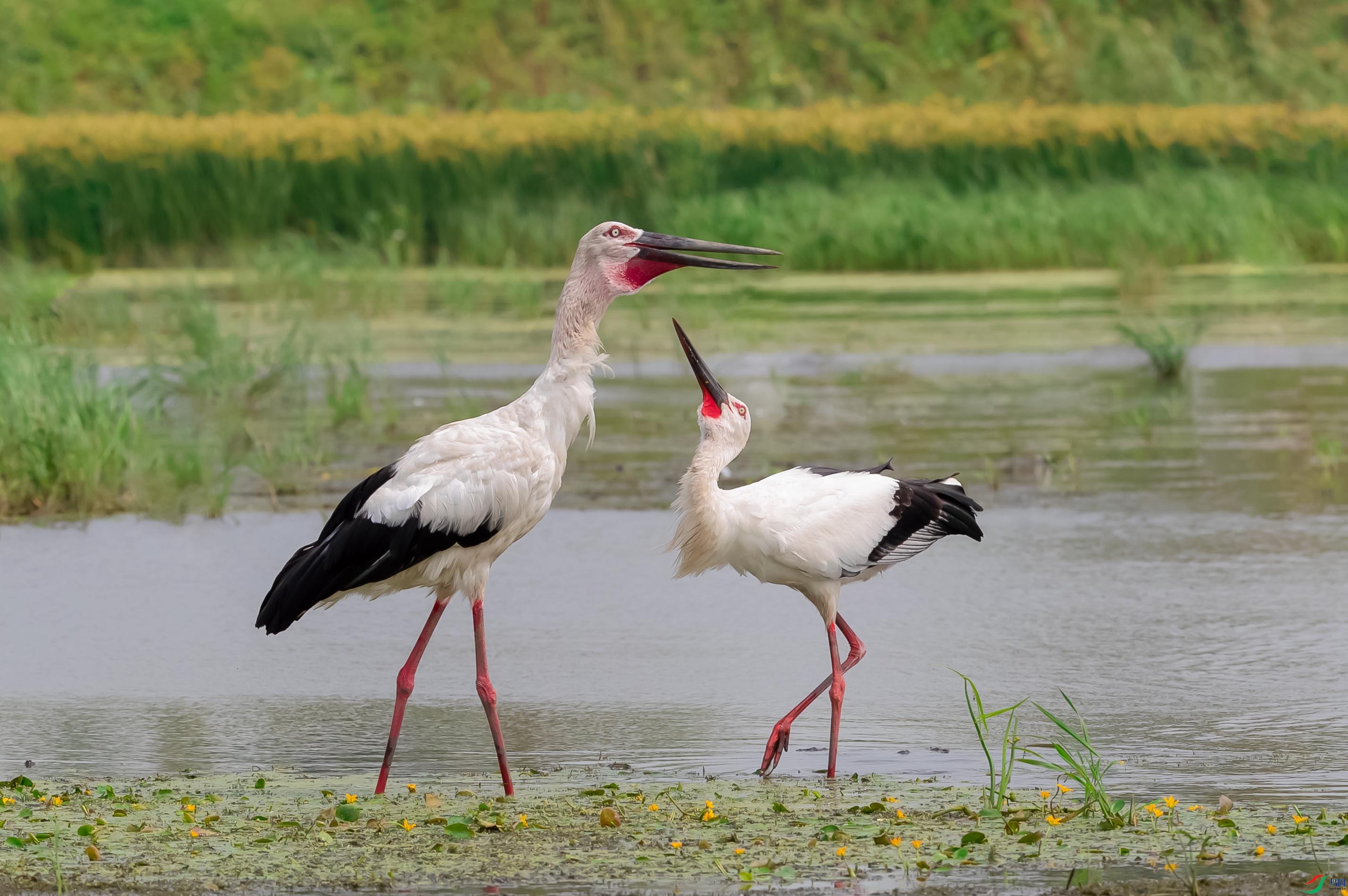 ������İ�