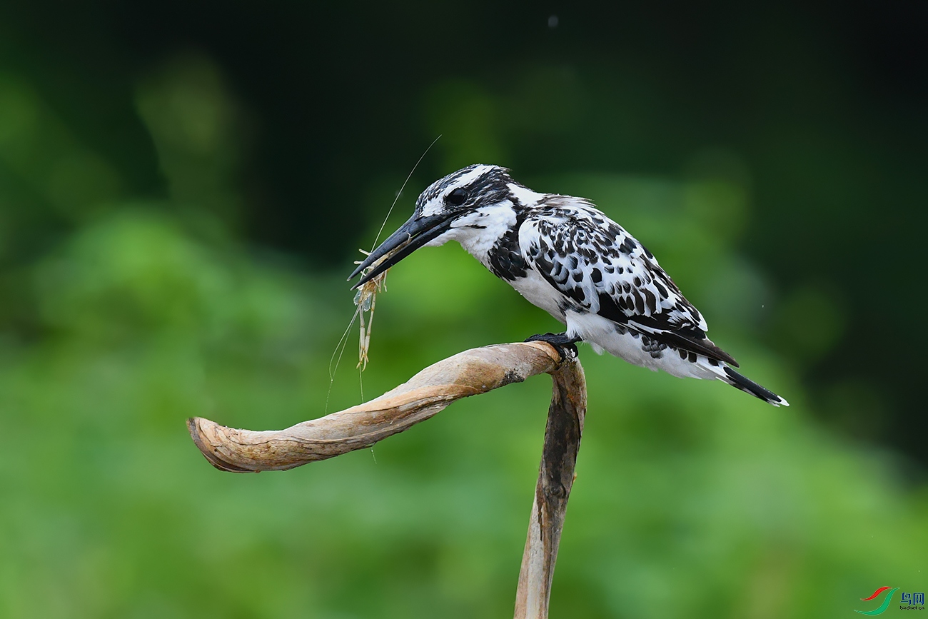 DSC_3340_DxOa.jpg