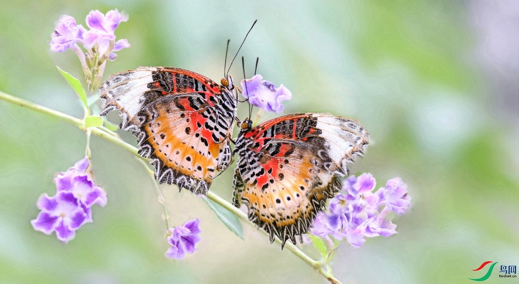 cffb2b1e2f2c10dc7bc0b0065b3c19c2 (1)_����_����_��ͼ��_����.jpg