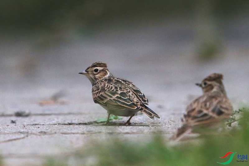 DJ4W.JPG������06.JPG