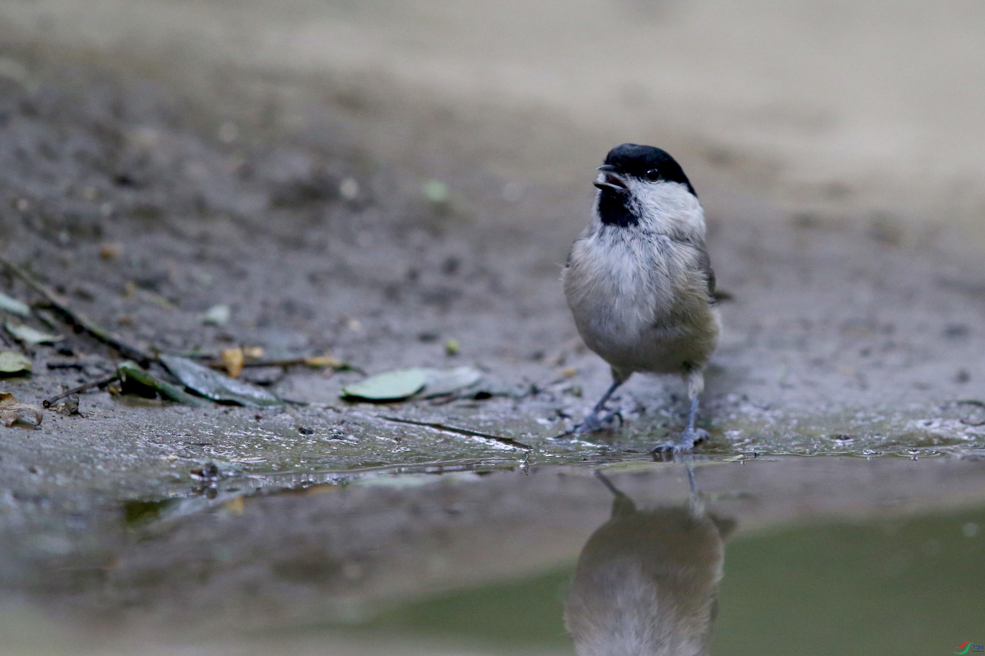 DJ4W3637����ɽȸ.jpg