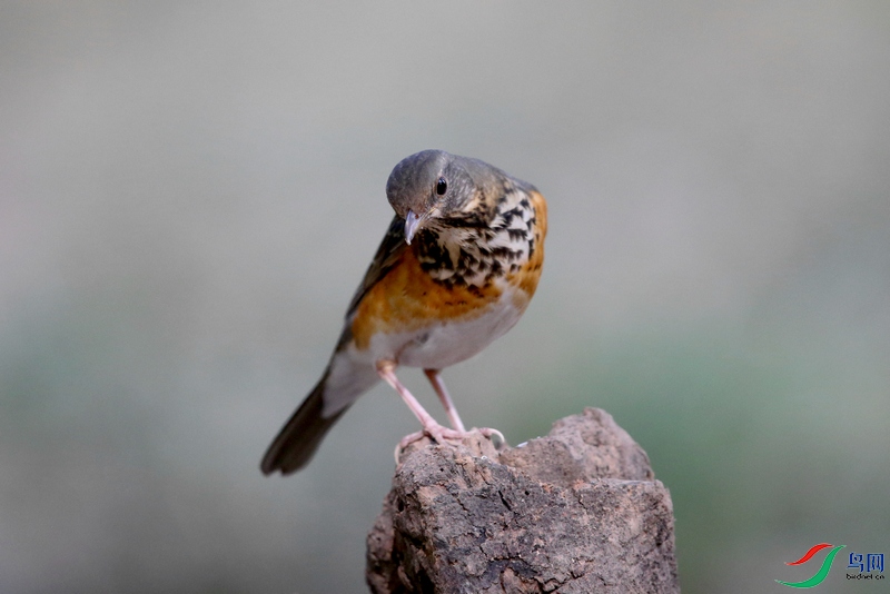 DJ4W�ұ��04..jpg