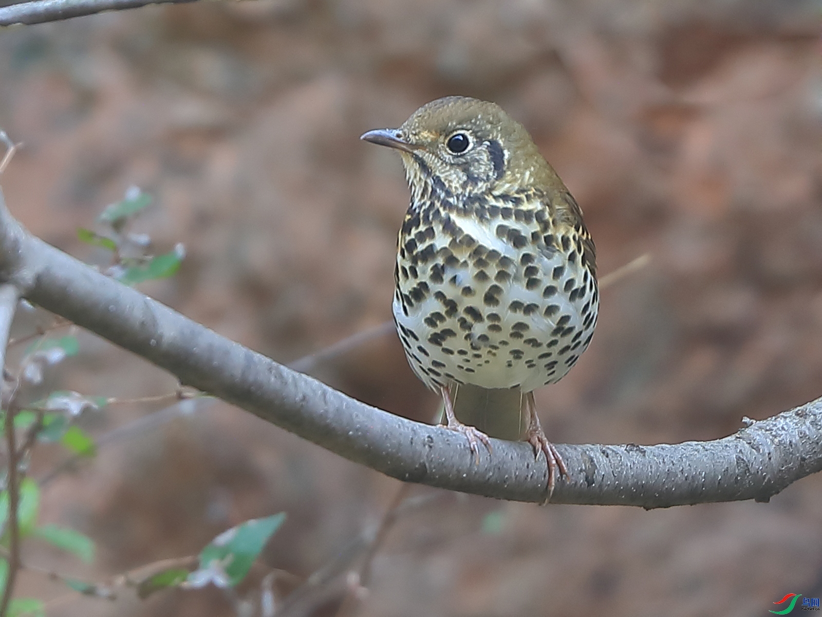 �ǲ�  ��ʦ�����ںӱ�ʡʯ��ׯ��ƽɽ��.jpg