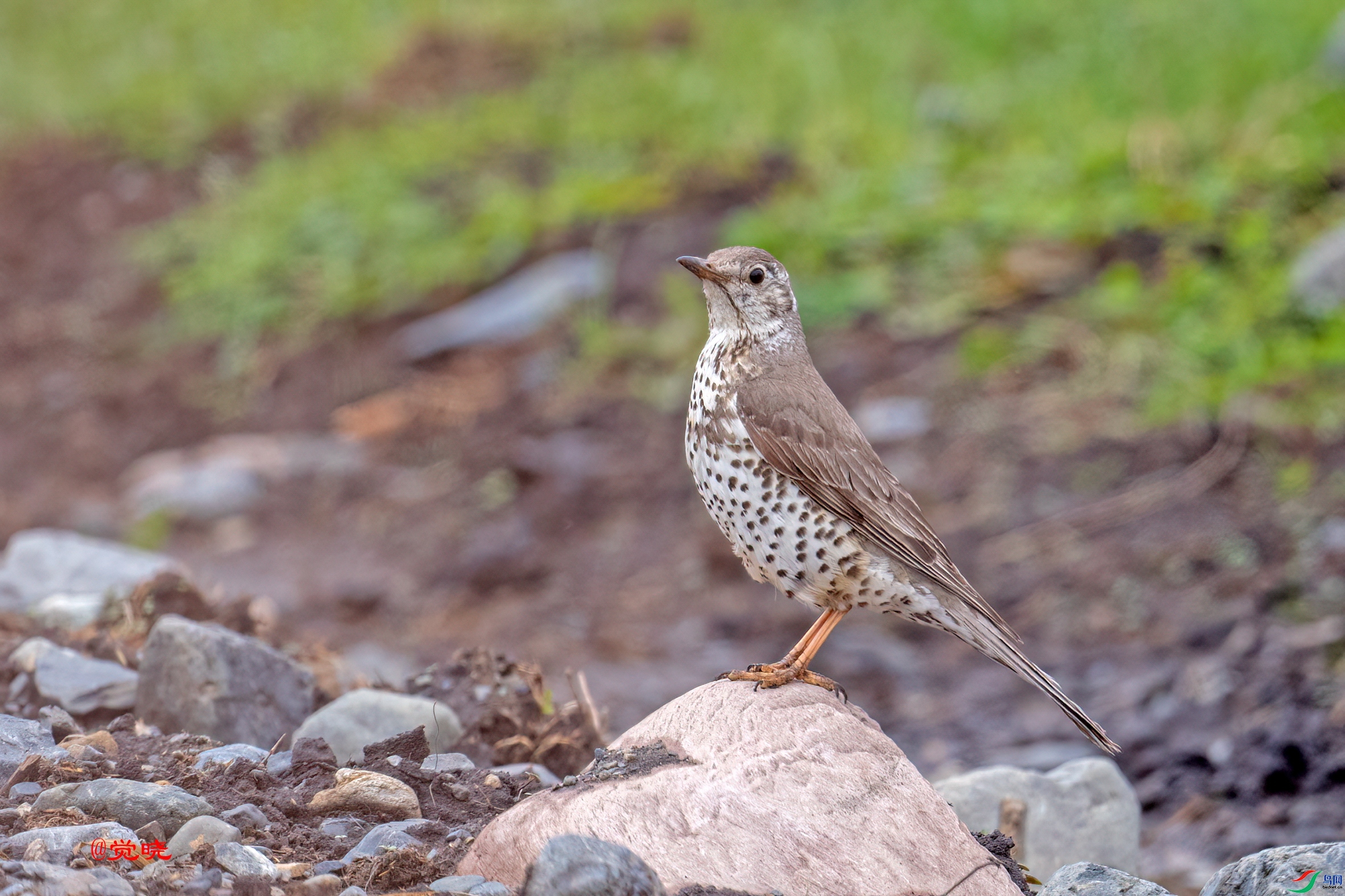 ���ž���  ��ʦ�������½�**�����������ǵ���������.jpg