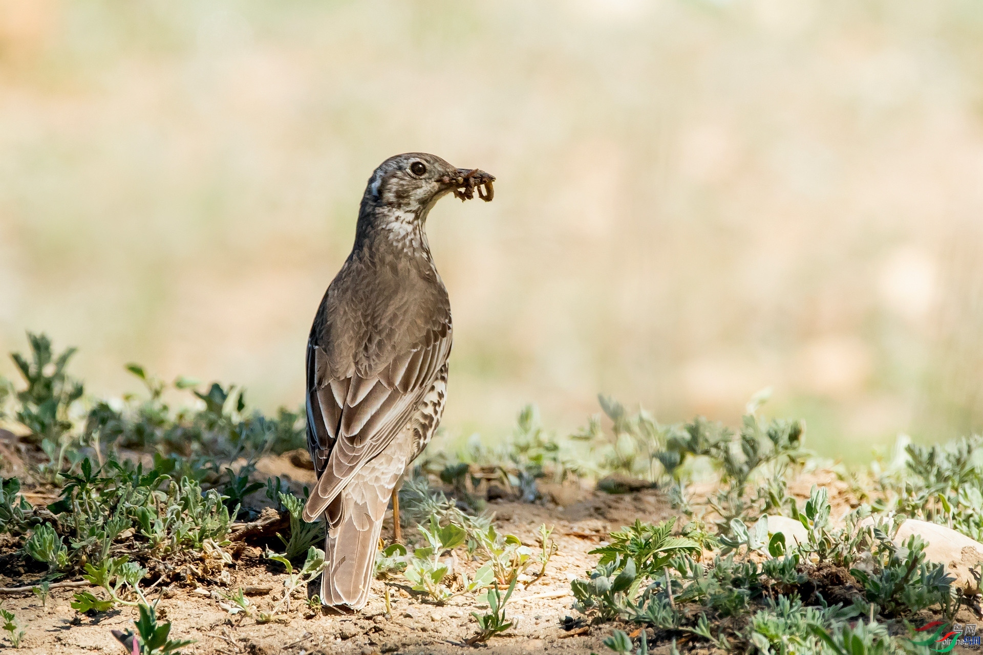 ��ͽ  ��ʦ�������½�**������������̩��������̩��.jpg