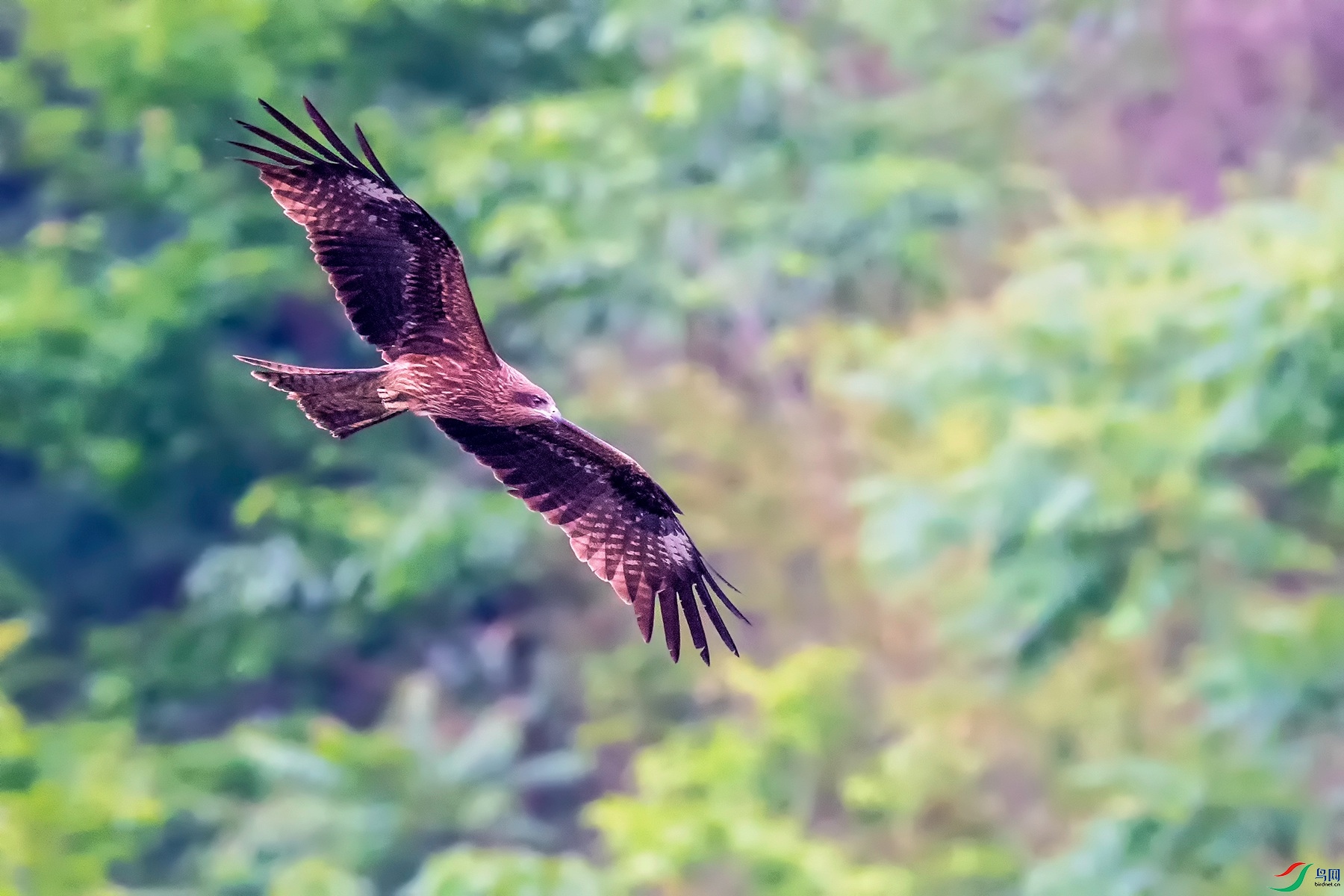 DSC_2936.jpg