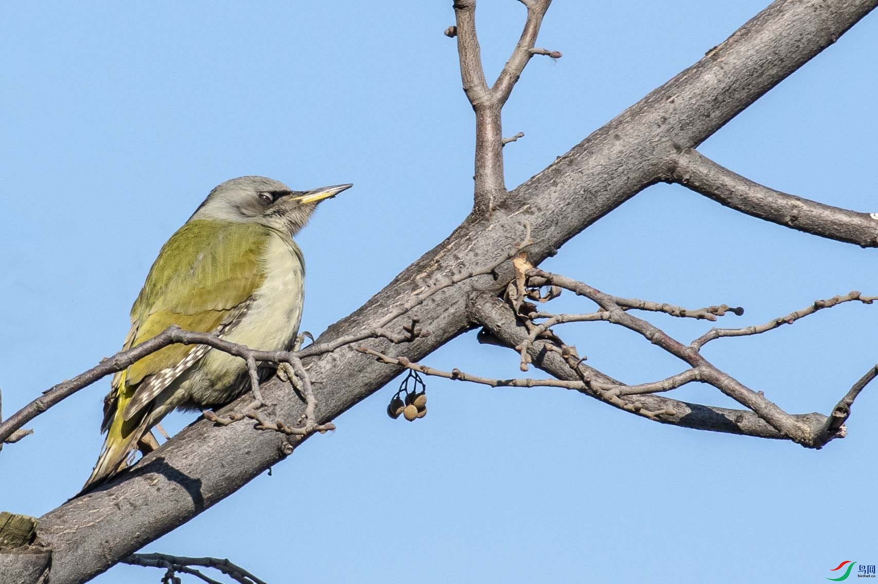 ��ͷ����ľ��1