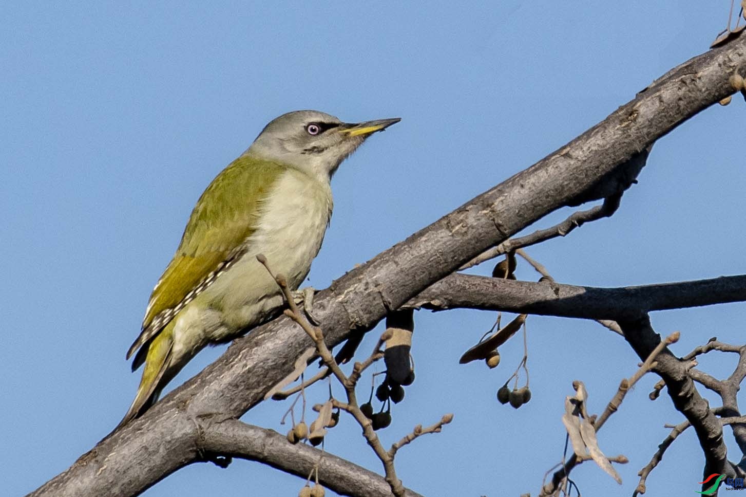 ��ͷ����ľ��2