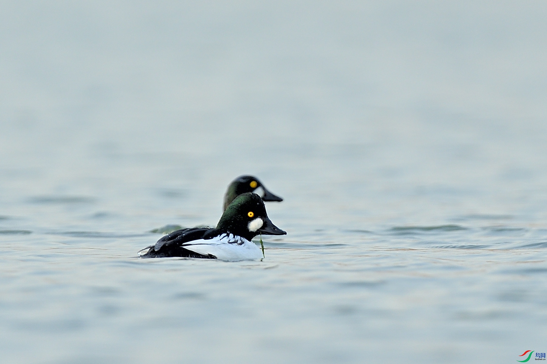 DSC_0787.JPG