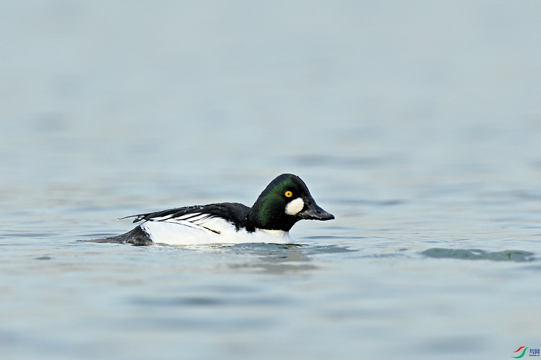 DSC_0747.JPG