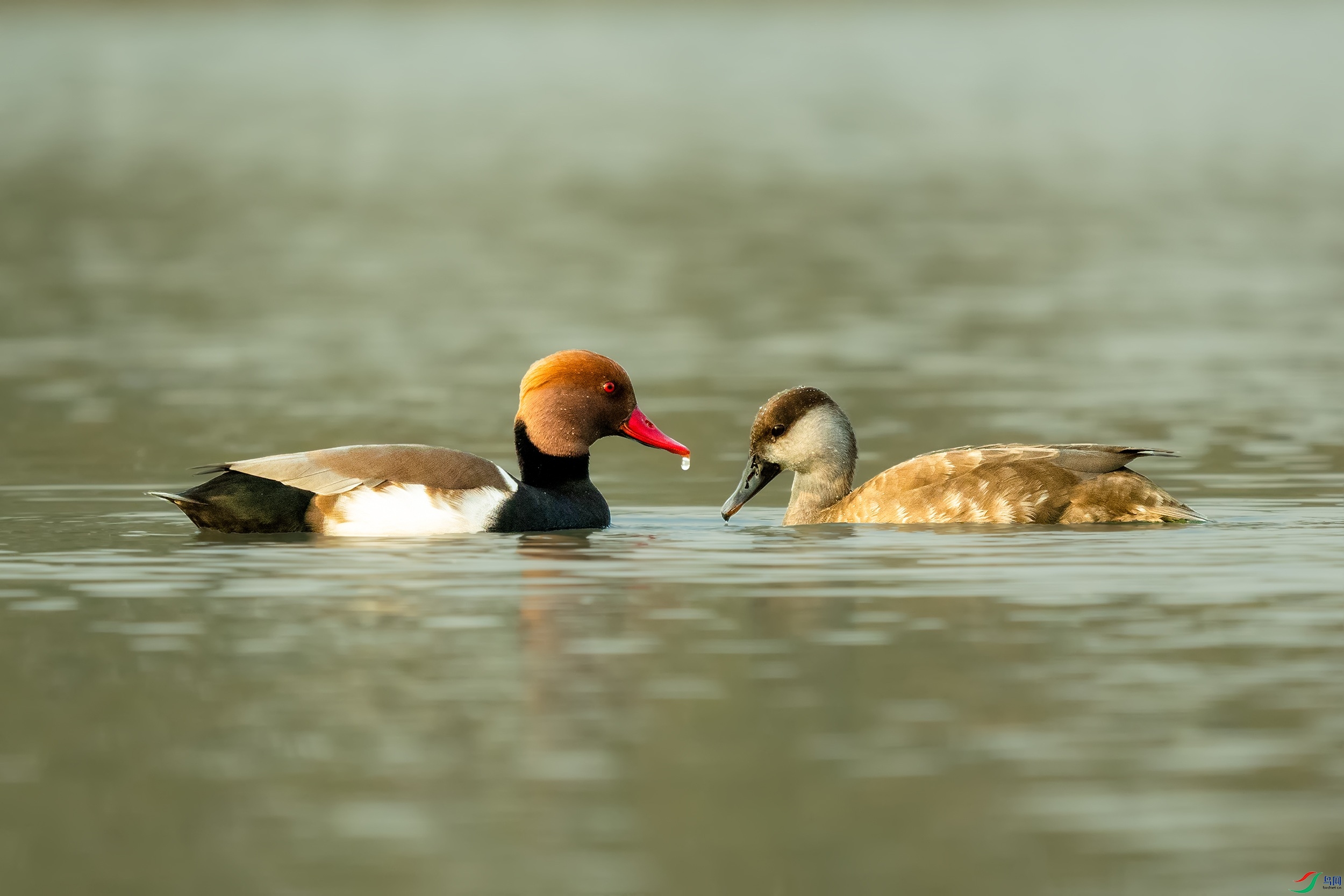 PB170856-1.jpg