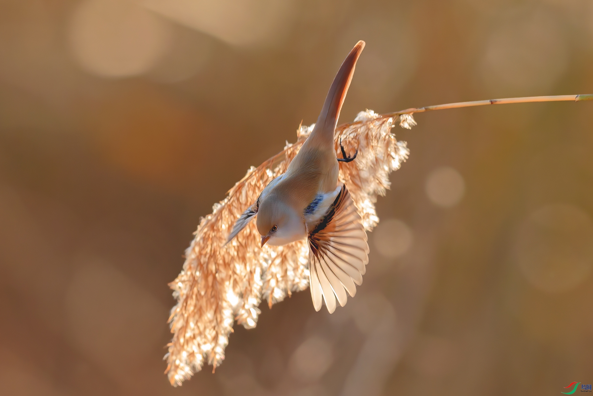 �ɰ���С����_8093625.jpg