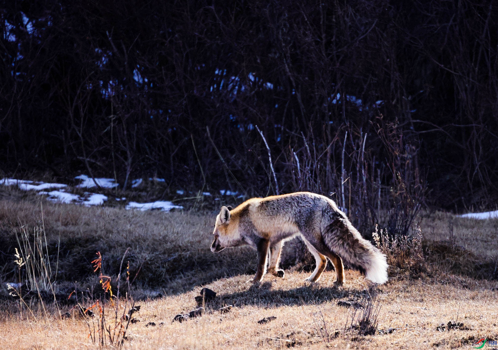 ����µĳ��