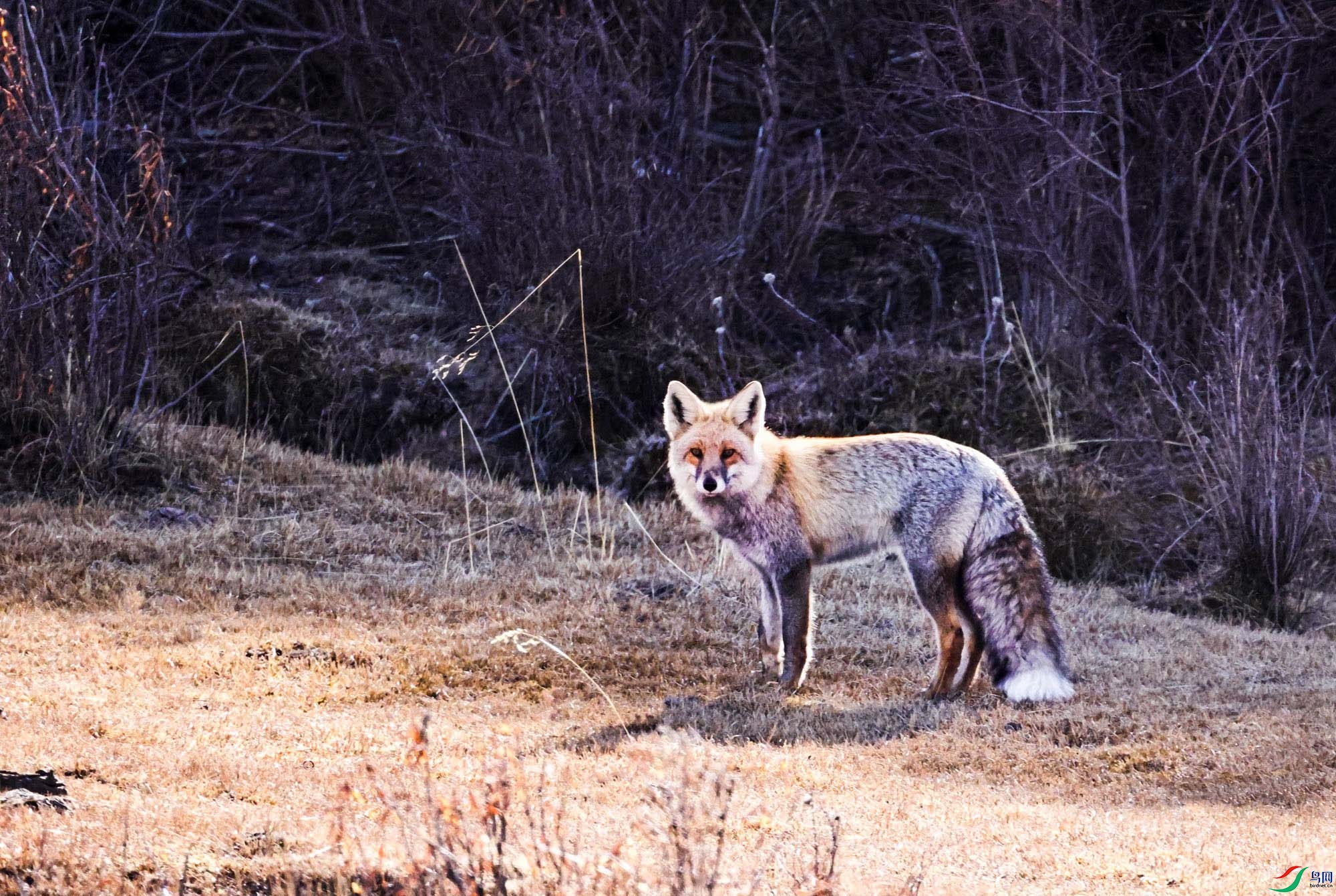 ����µĳ��