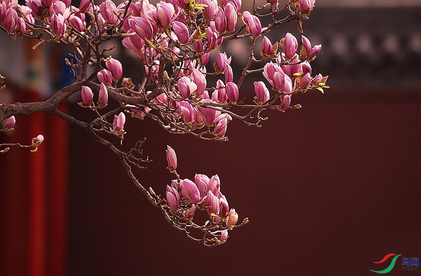 DSC_0469 - ���� - ����.JPG