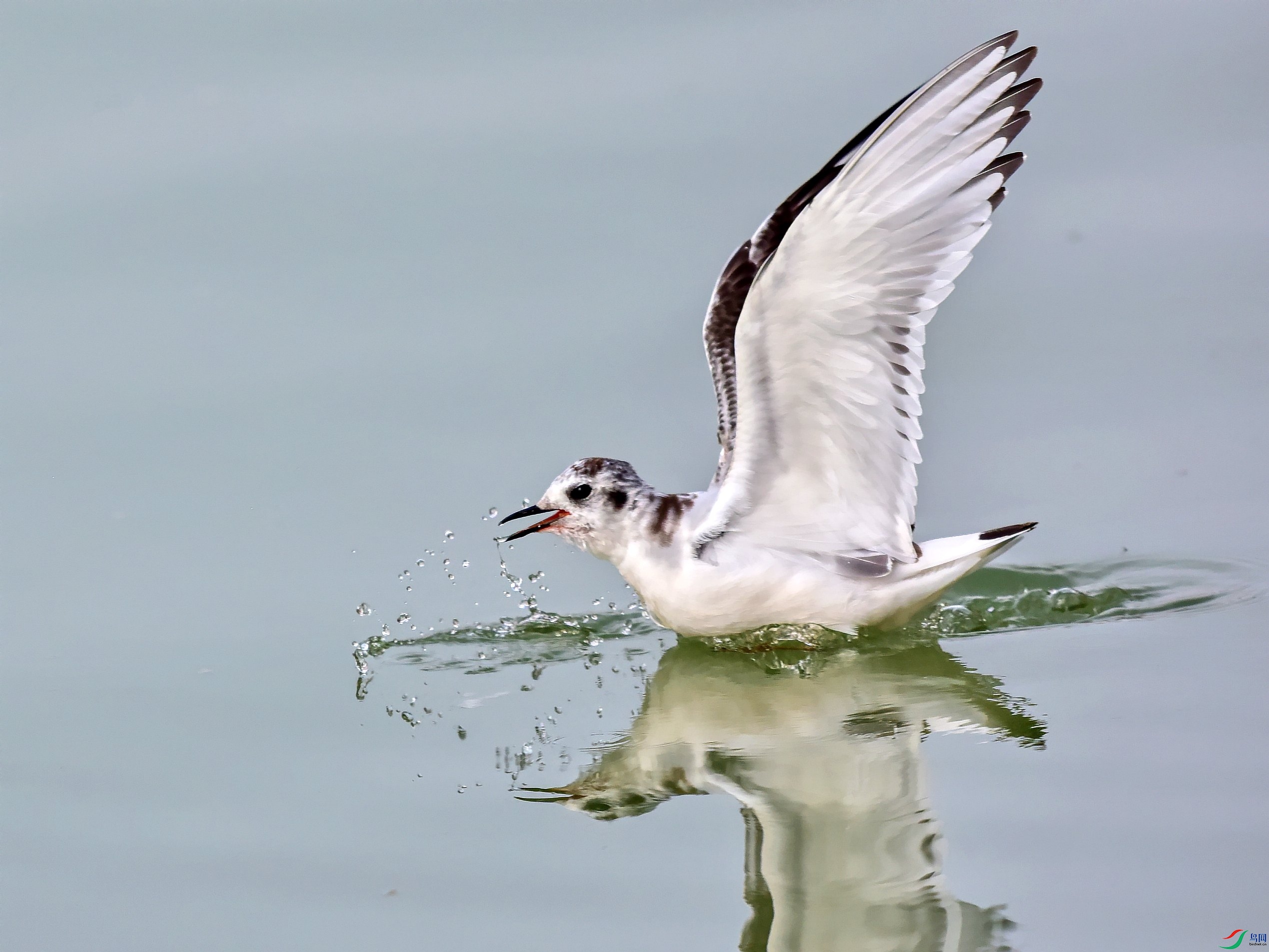 DSC_3630_conew2.jpg