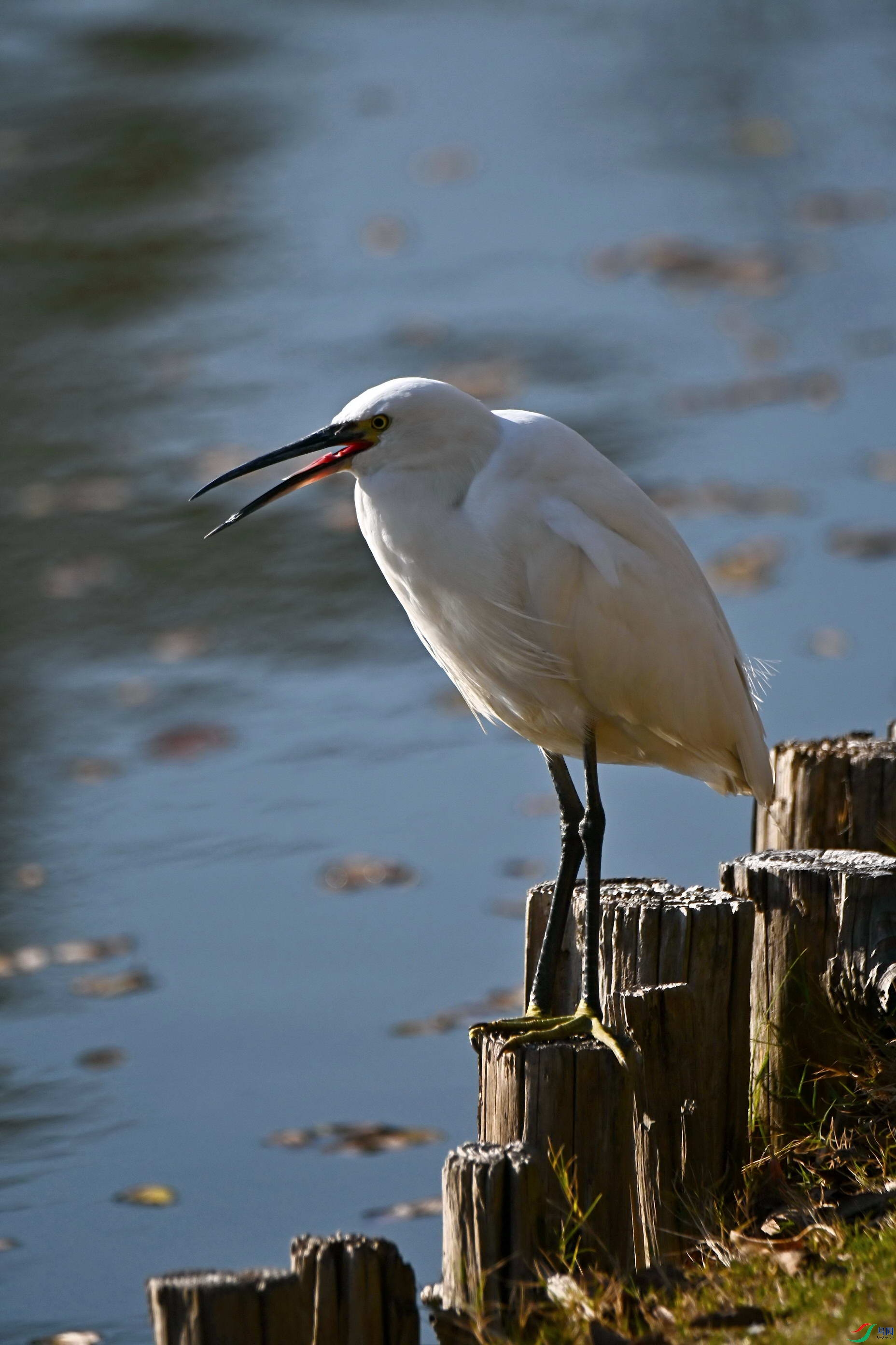 DSC_8168a.jpg