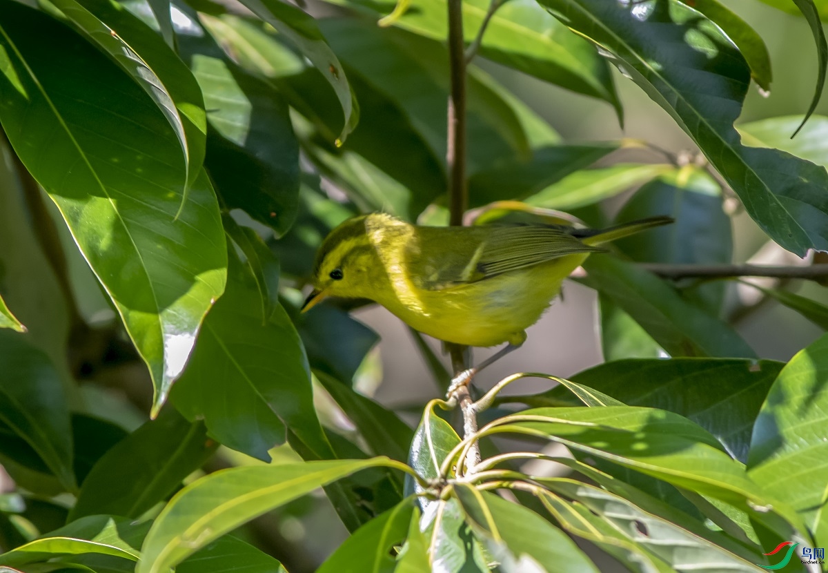 DSC_8338aa.jpg
