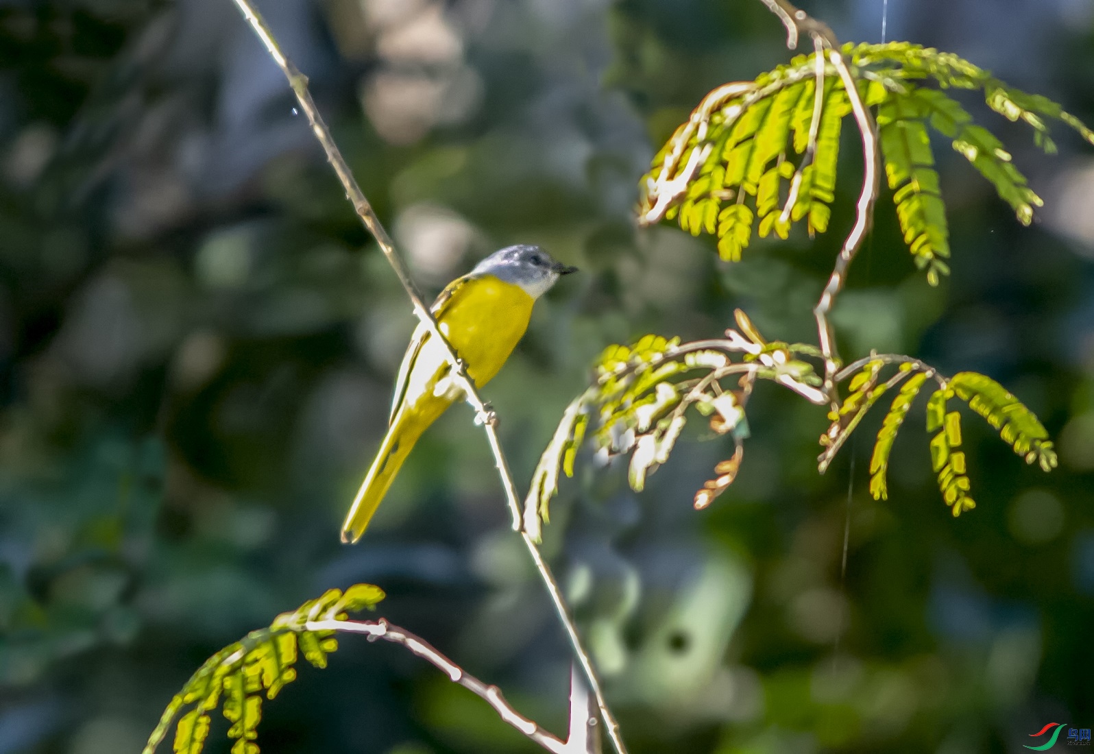DSC_8250aa.jpg