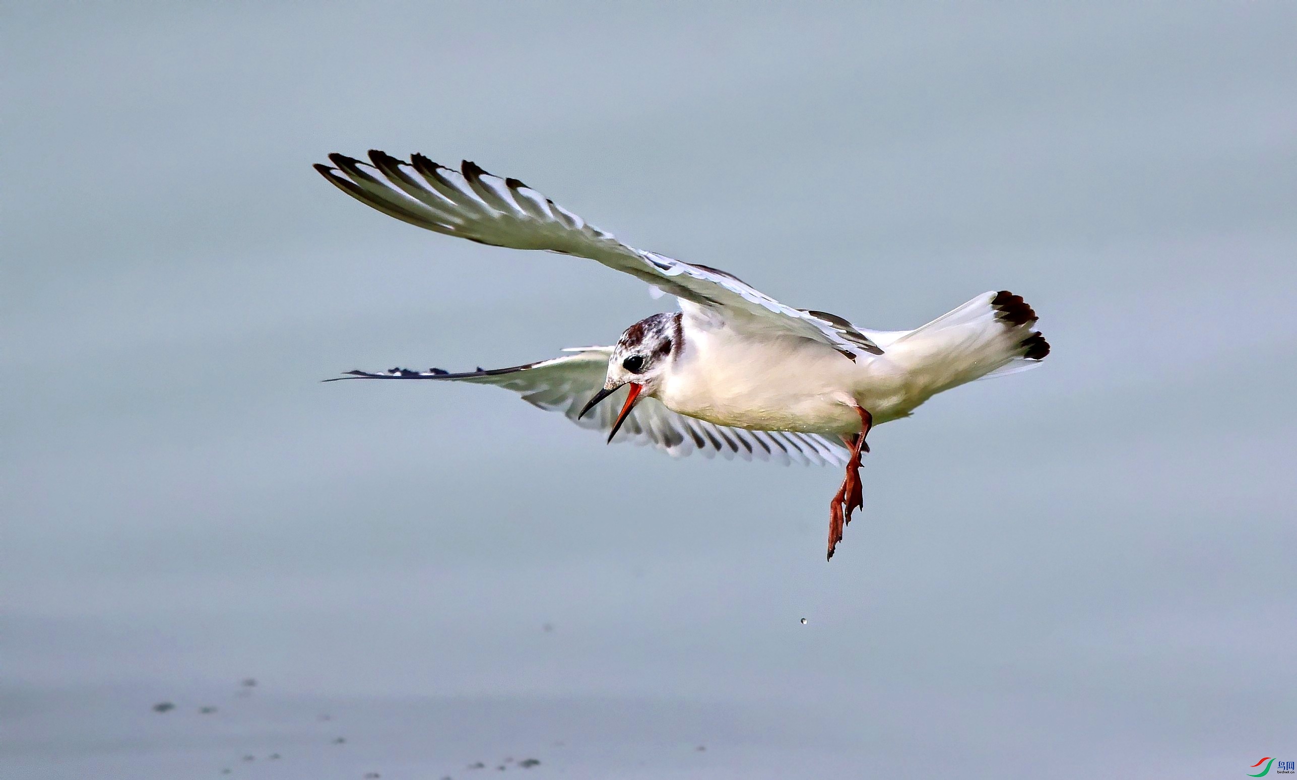 DSC_3710_conew3.jpg