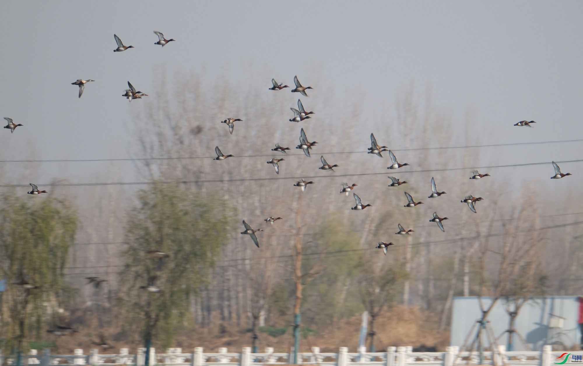 Ѽ-������DSCF0952.JPG