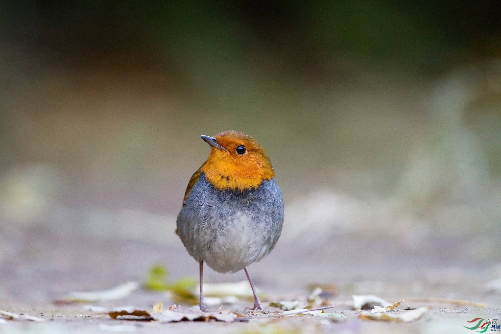 ��ʯ  ��ʦ�����ڱ�����������.jpg