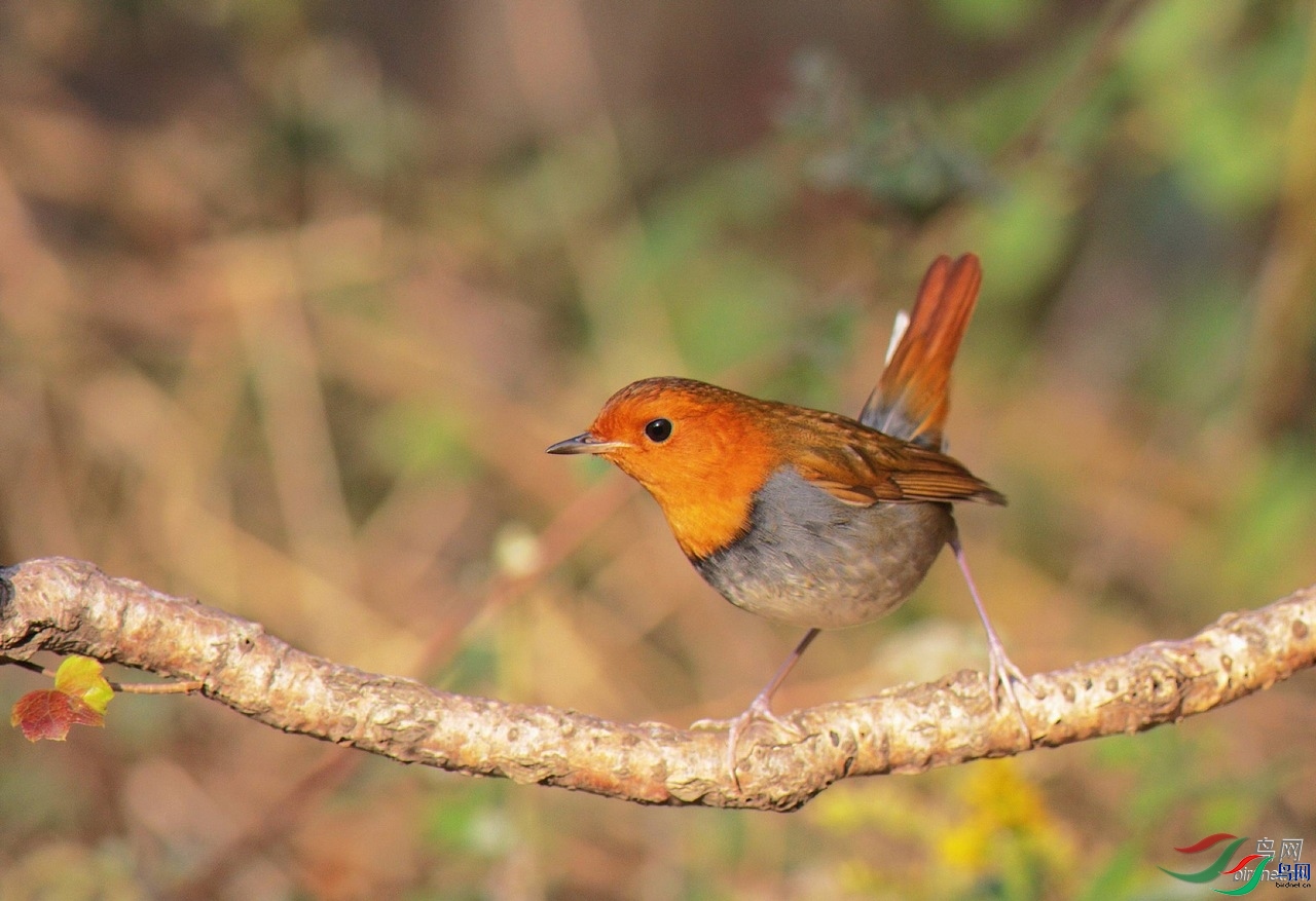 �˲�����  ��ʦ����.jpg