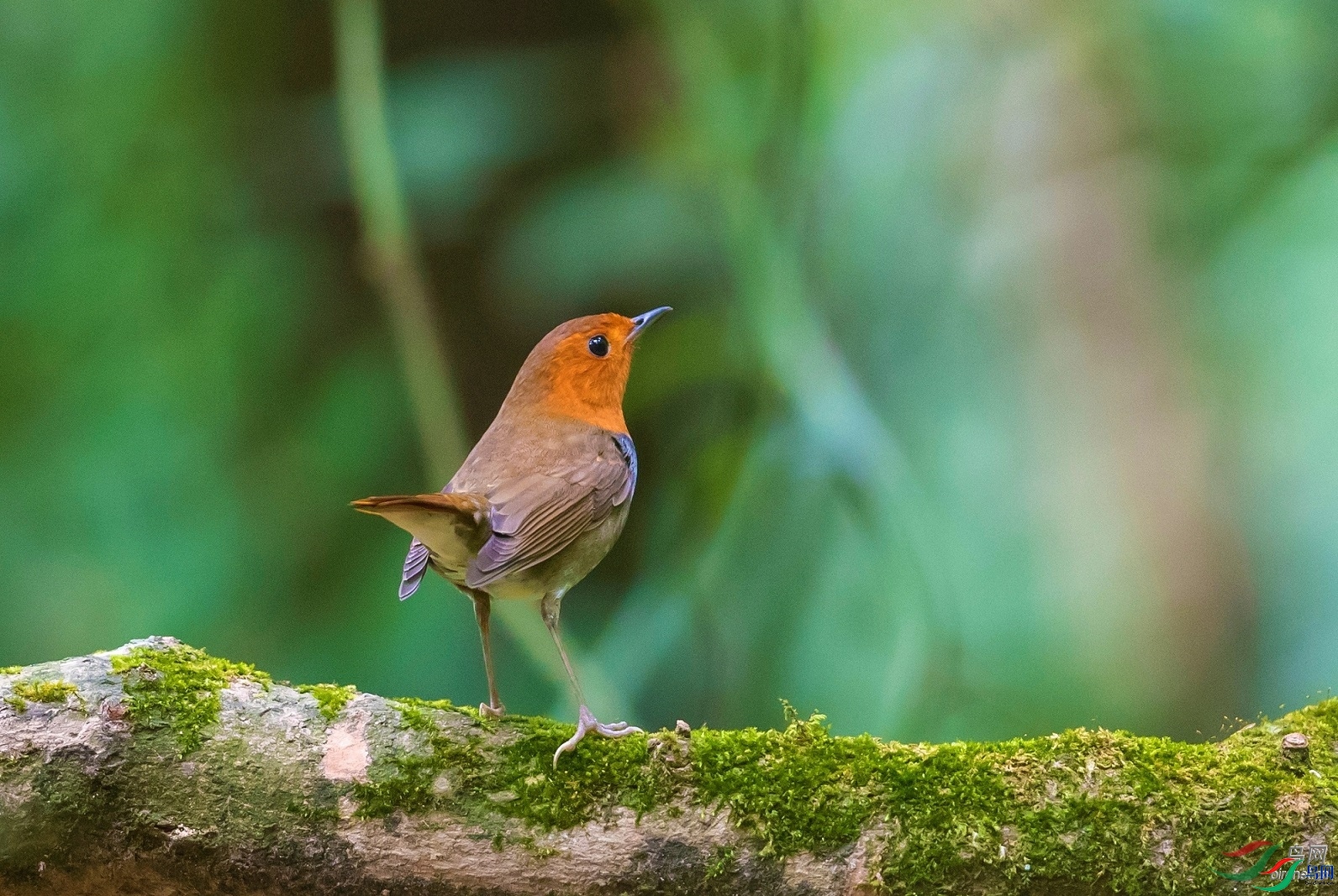 �������  ��ʦ����.jpg